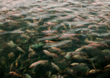 Desafios tarifários e segurança regulatória devem orientar a piscicultura brasileira em 2026