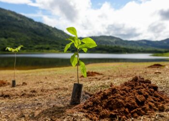 Canaã dos Carajás avança rumo ao verde