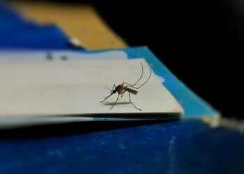 Chuvas intensificam alerta para dengue e outras arboviroses no país