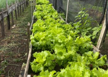 Hospital Regional do Baixo Amazonas fecha 2025 como destaque nacional em sustentabilidade