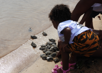 Proteção contínua do ICMBio garante recorde de nascimentos de tartaruga-da-Amazônia no Pará