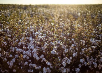 Algodão fecha 2025 com recorde e se prepara para próxima safra 