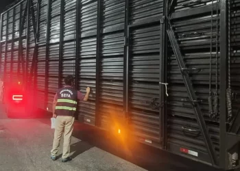 Sefa apreende 120 cabeças de gado em Cachoeira do Piriá