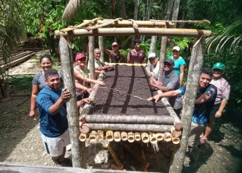 Emater instala hortas suspensas com palmeiras de açaí em Barcarena