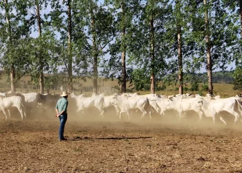 Com incentivo do Estado, produtores avançam na produção sustentável no Pará