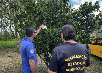 Atuação da Adepará garante erradicação da mosca-da-carambola em seis municípios