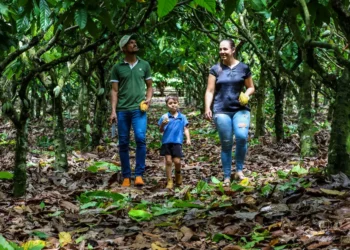 Pará implanta primeiro sistema estadual integrado de rastreabilidade do cacau no Brasil