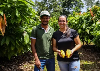 Pará impulsiona cadeia do cacau com incentivo à produção e fomento à exportação