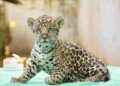 BioParque Vale Amazônia: nascimento de filhote de onça-pintada fortalece conservação da espécie ameaçada de extinção