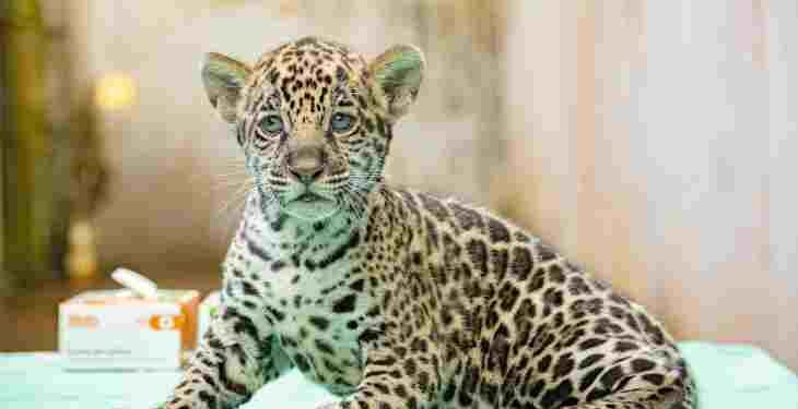 BioParque Vale Amazônia: nascimento de filhote de onça-pintada fortalece conservação da espécie ameaçada de extinção