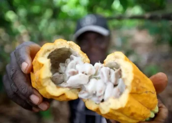 PCT Guamá abriga laboratório especializado em cacau e fortalece qualidade do chocolate produzido no Pará