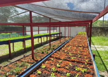 Entrega de Hortas Sociais promove segurança alimentar e transformação social no Tapanã