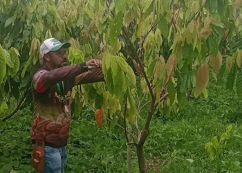 Emater capacita agricultores de Brasil Novo para cacau mais produtivo no Xingu