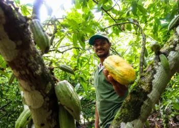 Bioeconomia da sociobiodiversidade movimenta mais de R$ 13 bilhões por ano no Pará, aponta estudo inédito