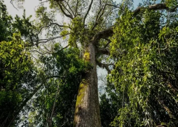 No Dia Mundial do Meio Ambiente, Pará ressalta avanços em políticas ambientais e desenvolvimento sustentável