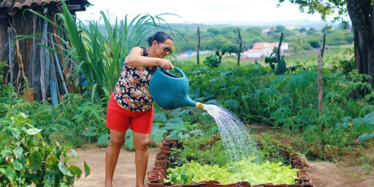 Programa de Aquisição de Alimentos completa 23 anos garantindo segurança alimentar e renda