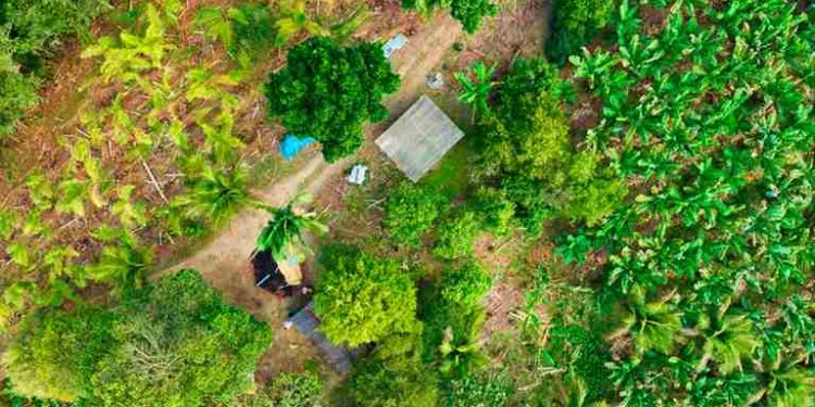 Prefeitura de Canaã dos Carajás realiza Semana do Meio Ambiente no mês de junho